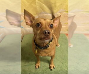 Chihuahua Dogs for adoption in Augusta, GA, USA