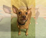 Small Chihuahua