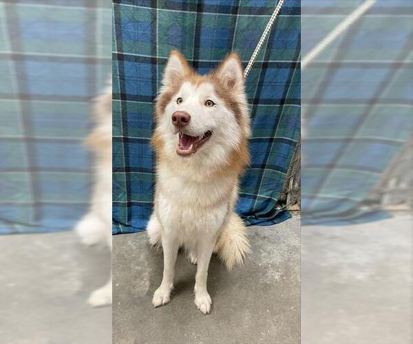 Medium Photo #1 Siberian Husky Puppy For Sale in Rosenberg, TX, USA