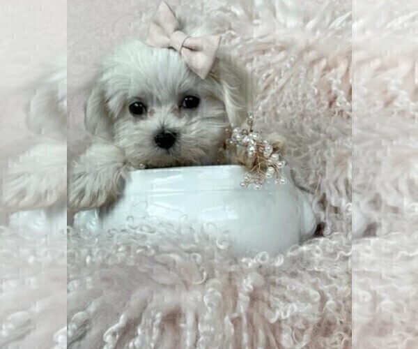 Medium Photo #13 Maltese Puppy For Sale in JACKSONVILLE, FL, USA