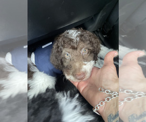 Miniature Labradoodle Puppy for sale in CAVE CREEK, AZ, USA