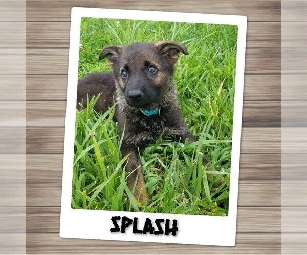 Medium Photo #1 German Shepherd Dog Puppy For Sale in BROOKFIELD, MO, USA