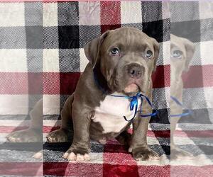 American Bully Puppy for sale in LITTLE ROCK, AR, USA