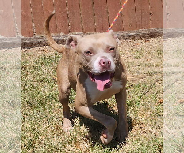 Medium Photo #3 American Pit Bull Terrier-Unknown Mix Puppy For Sale in Wetumpka, AL, USA