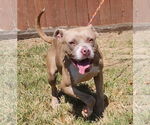 Small #2 American Pit Bull Terrier Mix
