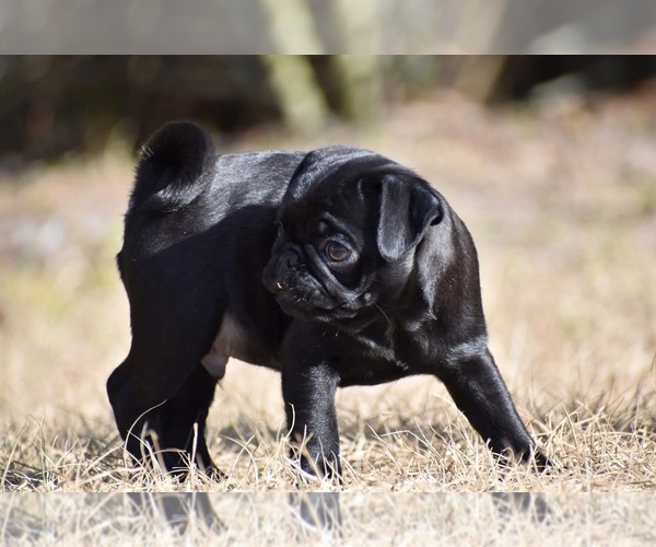 Medium Photo #2 Pug Puppy For Sale in PALM COAST, FL, USA
