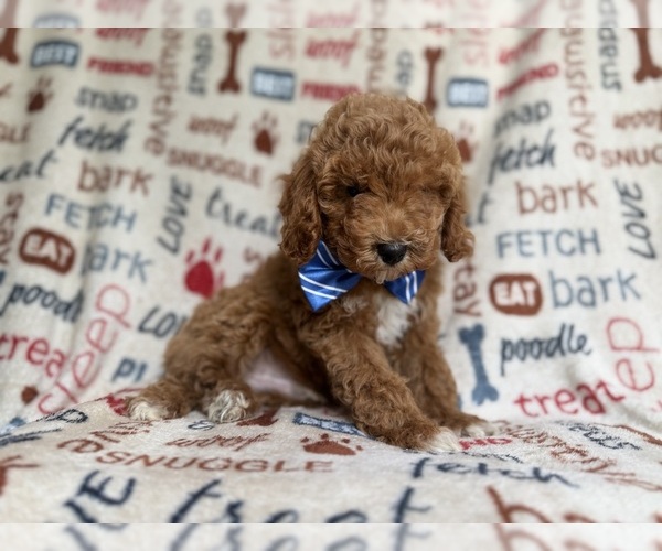 Medium Photo #7 Cockapoo (Miniature) Puppy For Sale in LAKELAND, FL, USA