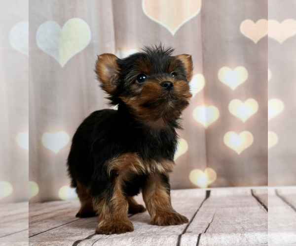 Medium Photo #3 Yorkshire Terrier Puppy For Sale in WARSAW, IN, USA