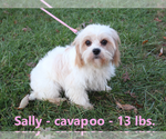 Small Photo #1 Cavapoo Puppy For Sale in CLARKRANGE, TN, USA