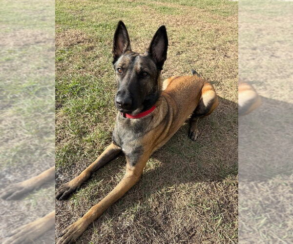 Medium Photo #6 Mutt Puppy For Sale in Imlay City, MI, USA