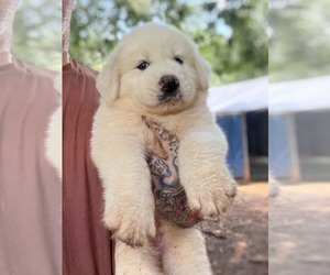 Great Pyrenees Puppy for Sale in NEWTON, North Carolina USA