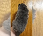 Small #5 Pomeranian