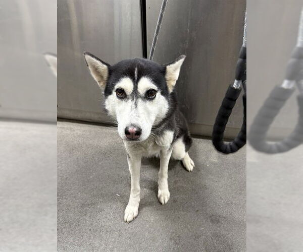 Medium Photo #1 Siberian Husky Puppy For Sale in Forestville, MD, USA