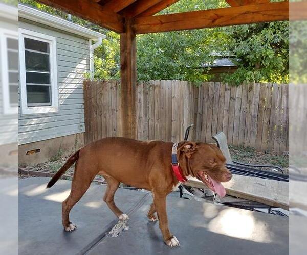 Medium Photo #2 American Pit Bull Terrier-Unknown Mix Puppy For Sale in Waco, TX, USA