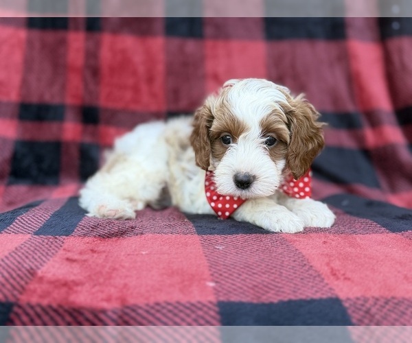 Medium Photo #4 Cavapoo (Miniature) Puppy For Sale in LAKELAND, FL, USA