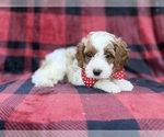 Duke - Male Cavapoo (Miniature) Puppy for Sale - Photo #4