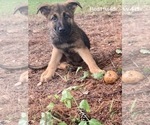 Small Photo #9 Malinois Puppy For Sale in GROVE, OK, USA