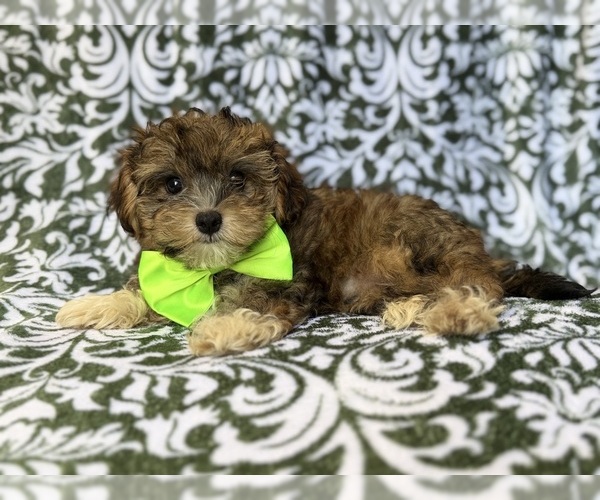 Medium Photo #5 YorkiePoo Puppy For Sale in LAKELAND, FL, USA