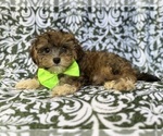 Small #4 YorkiePoo