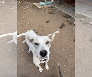 Mutt Dogs for adoption in Fort Collins, CO, USA