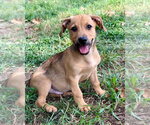 Small #2 Mutt