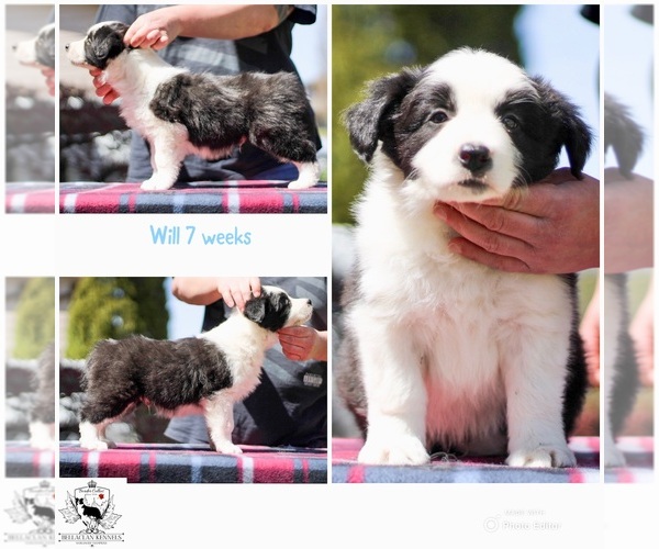 Medium Photo #3 Border Collie Puppy For Sale in BRYANTOWN, MD, USA