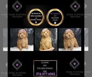 Poodle (Toy) Puppy for sale in WARSAW, IN, USA