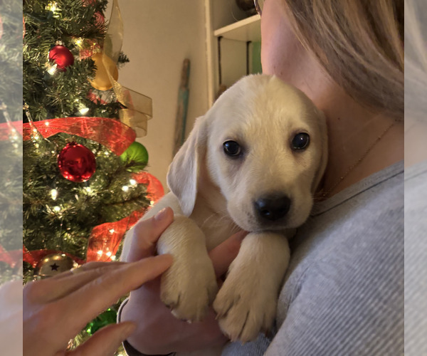 Medium Photo #1 Labrador Retriever Puppy For Sale in BREWSTER, WA, USA