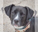 Small #3 Border Collie Mix