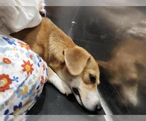 Beagle-Unknown Mix Dogs for adoption in San Antonio, TX, USA