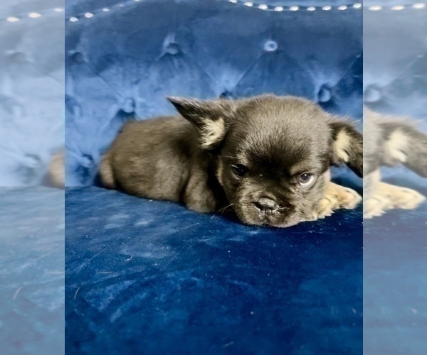 Medium Photo #7 French Bulldog Puppy For Sale in HOUSTON, TX, USA
