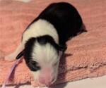 Small Photo #54 Australian Shepherd Puppy For Sale in SYLVA, NC, USA