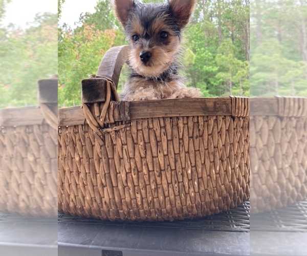 Medium Photo #1 Yorkshire Terrier Puppy For Sale in MACON, GA, USA