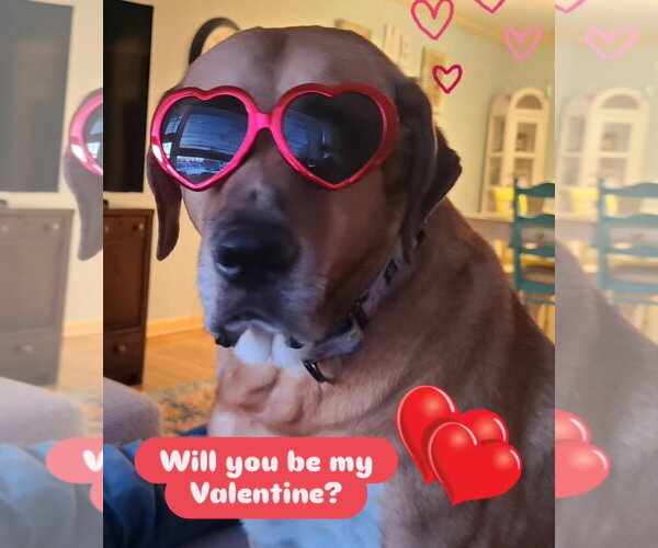 Medium Photo #8 Labrador Retriever-Unknown Mix Puppy For Sale in Rockaway, NJ, USA