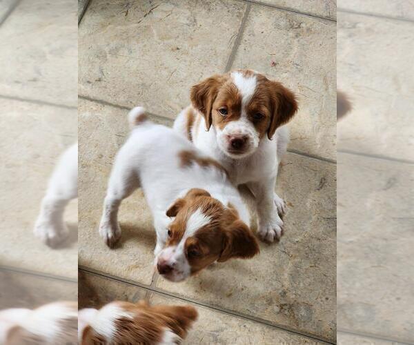 Medium Photo #10 Brittany Puppy For Sale in MONTROSE, CO, USA