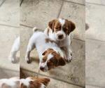 Small Photo #10 Brittany Puppy For Sale in MONTROSE, CO, USA