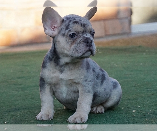 Medium Photo #4 French Bulldog Puppy For Sale in BOSTON, MA, USA