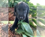 Small Photo #2 Labrador Retriever Puppy For Sale in ATHENS, WI, USA