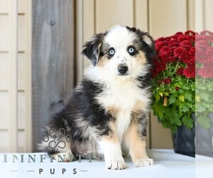 Miniature Australian Shepherd Puppy for sale in REBERSBURG, PA, USA