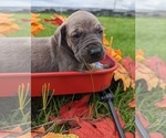 Small Photo #7 Great Dane Puppy For Sale in GREENVILLE, NC, USA