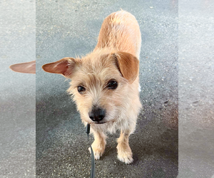 Mutt Dogs for adoption in Corona, CA, USA