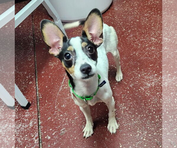 Medium Photo #5 Rat Terrier-Unknown Mix Puppy For Sale in Fargo, ND, USA