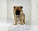 Small #3 Pomeranian