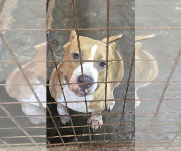 Medium Photo #1 American Pit Bull Terrier-Unknown Mix Puppy For Sale in Jackson, MS, USA