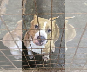American Pit Bull Terrier-Unknown Mix Dogs for adoption in Jackson, MS, USA