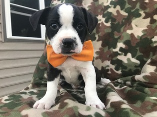 Boston Terrier-Jack Russell Terrier Mix Puppy for sale in QUARRYVILLE, PA, USA