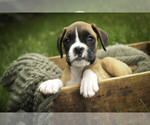 Small #3 Boxer