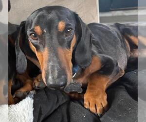 Dachshund Dogs for adoption in Los Angeles, CA, USA