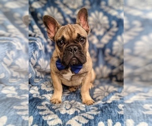 Funny French Bulldog Puppies For Sale In Palmdale Ca