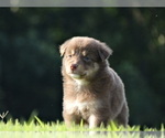 Small Photo #13 Australian Shepherd Puppy For Sale in OZARK, AR, USA